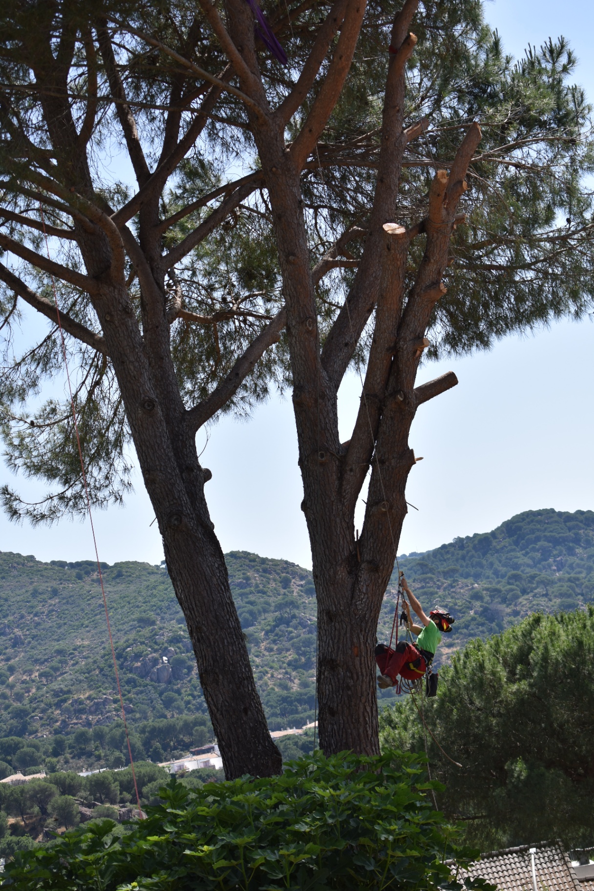 Arboricultura — Servicio de Gravical en Córdoba, Málaga y Andalucía